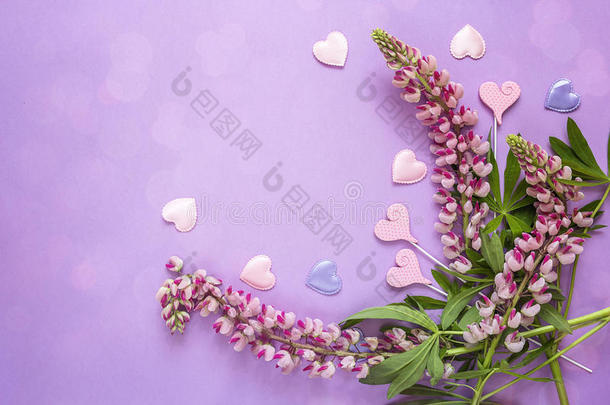边关于粉红色的羽扇豆和装饰的心向一紫罗兰b一ckgro
