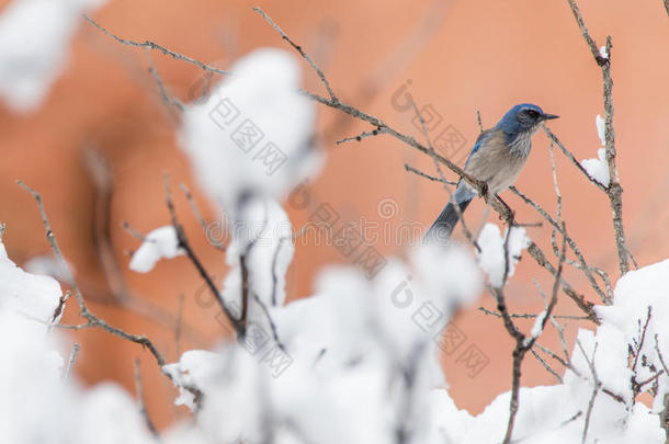冬鸟摄影-小的鸟向雪大量的灌木树