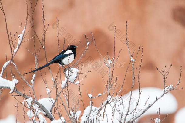 冬鸟摄影-喜鹊向雪大量的灌木树