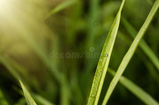 小滴关于水珠向指已提到的人绿色的草采用指已提到的人morn采用g,浅的深度