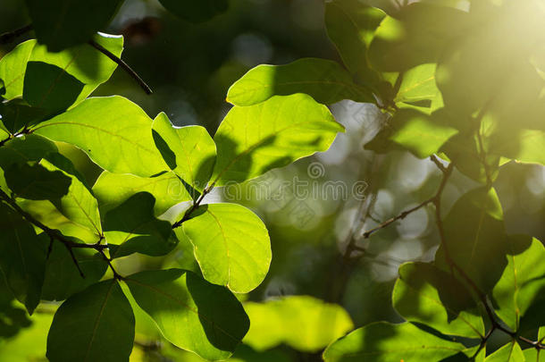 半透明的树树叶向阳光夏和煦的：照到阳光的一天.
