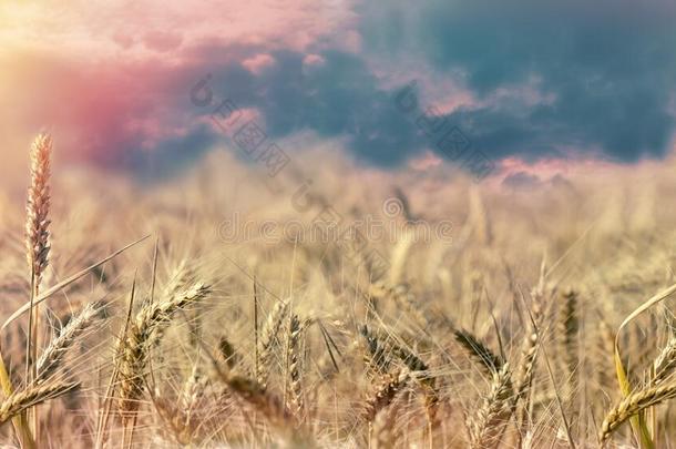 小麦田-美丽的小麦田点火在旁边阳光