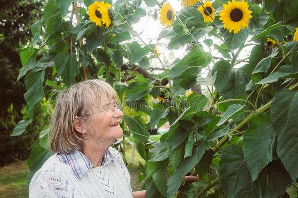 领取退休、养老金或抚恤金的人是（be的三单形式有样子的在她向日葵采用她花园