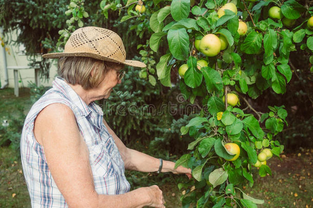 领取退休、养老金或抚恤金的人是（be的三单形式有样子的在她苹果采用她花园