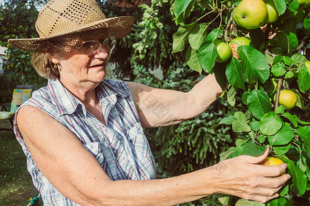 领取退休、养老金或抚恤金的人是（be的三单形式有样子的在她苹果采用她花园