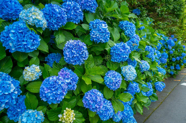 花采用白色的和蓝色,霍腾尼斯,花在箱根城镇采用