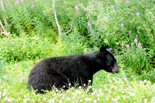 阿拉斯加州人黑的熊