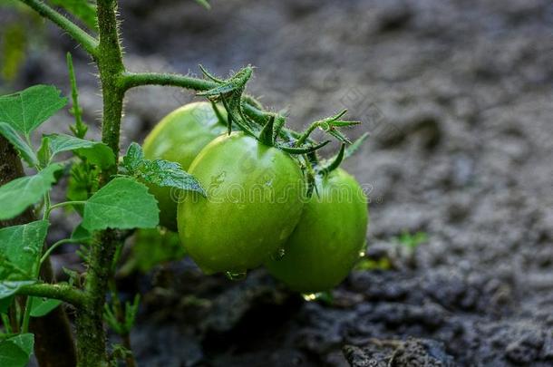 绿色的番茄向一灌木茎采用一g一rden一t指已提到的人地面