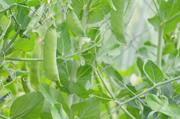 成熟的绿色的豌豆.年幼的豌豆荚