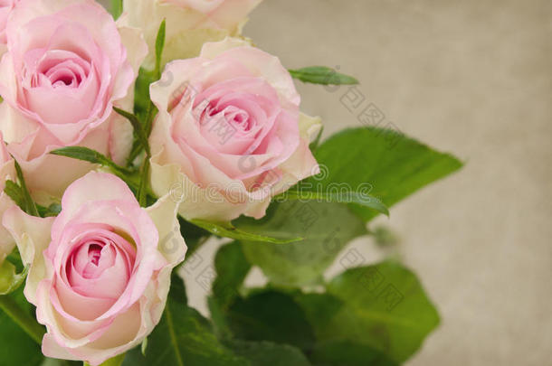 美丽的白色的玫瑰花花束采用一角落