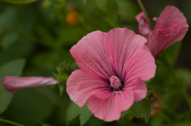 美丽的拉瓦特拉花和芽.粉红色的拉瓦特拉花和芽