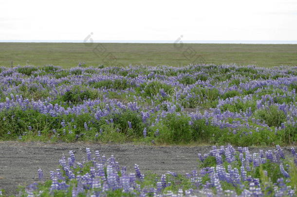 紫罗兰羽扇豆非原创的植物带来向冰岛