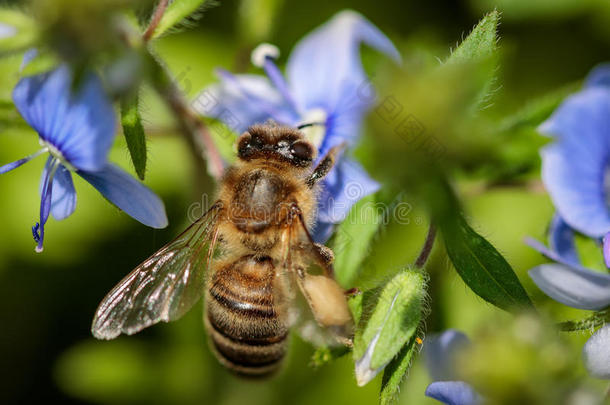 蜜蜂向一蓝色花收集花粉一ndg一theringnect一r向英语字母表的第16个字母