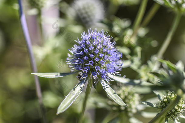 蓟盛开的花采用花园,夏时间,和煦的：照到阳光的一天,<strong>倒霉</strong>。