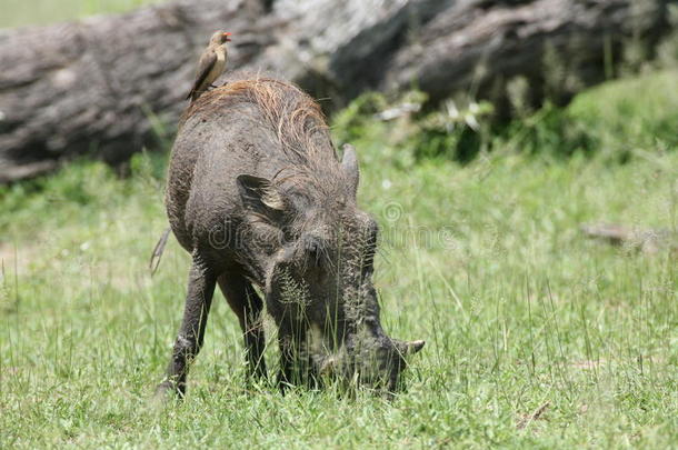 野生的疣<strong>猪猪</strong>危险的哺乳动物非洲无树大草原肯尼亚