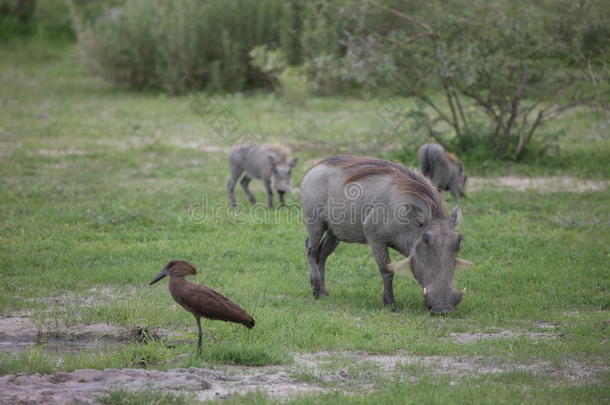 野生的疣猪猪危险的哺乳动物非洲无树大草原肯尼亚