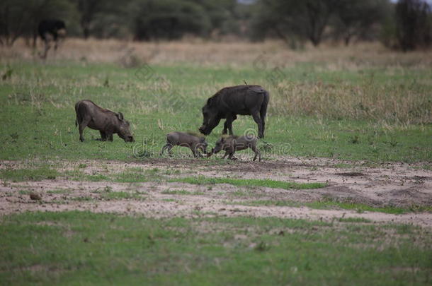 野生的疣猪猪危险的哺乳动物非洲无树大草原肯尼亚
