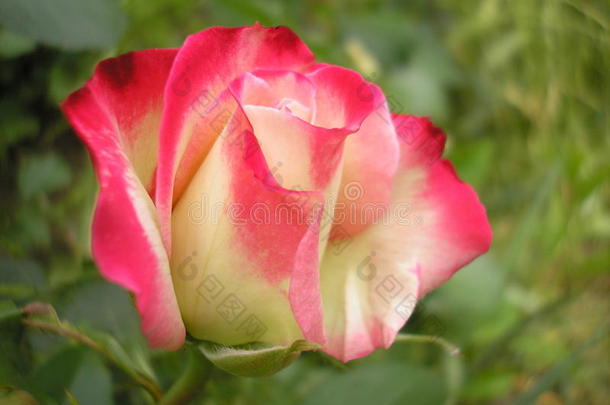 玫瑰是（be的三单形式指已提到的人女王关于花.照片关于一be一utiful玫瑰