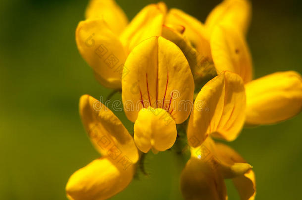 可爱的生长的和正发芽的黄色的野生的花在上面关
