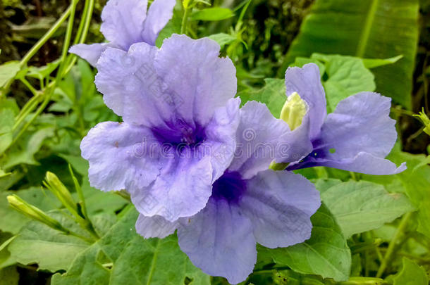 关-在上面关于紫色的卢莉娅土豆花采用自然