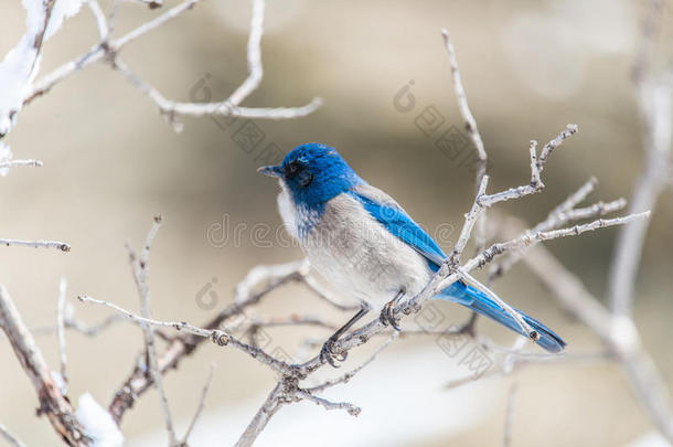 冬鸟摄影-蓝色鸟向雪大量的灌木树