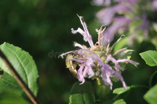 蜜蜂给传授花粉紫色的野花