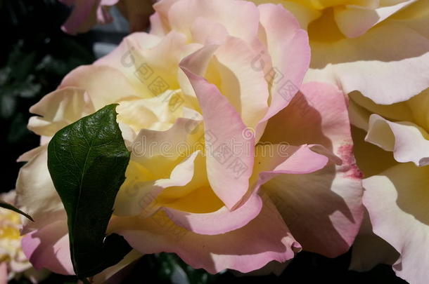 彩色粉笔玫瑰