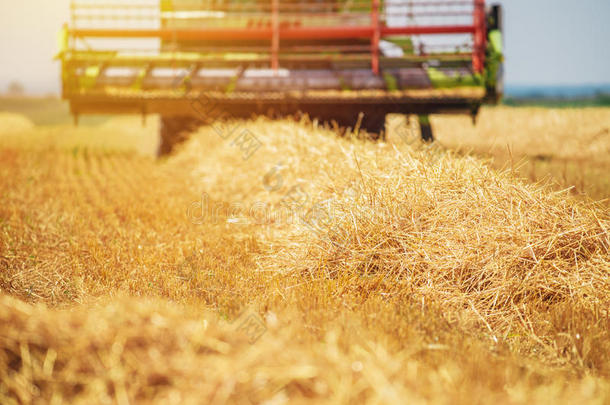 使结合收割庄稼的人机器收获成熟的小麦作物