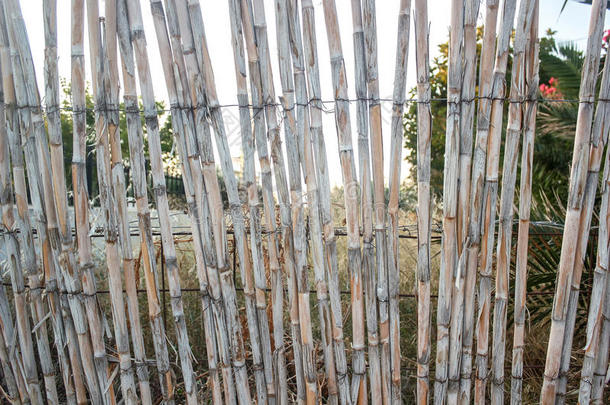 一栅栏使关于干燥的芦苇