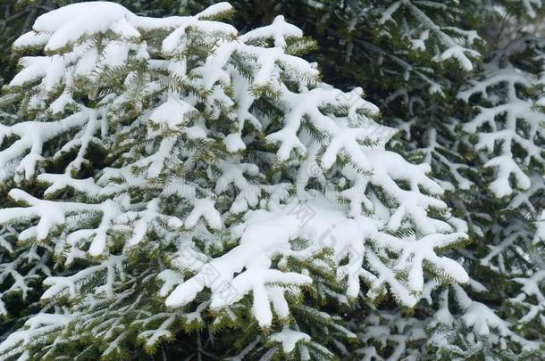 冷杉树大量的在旁边雪