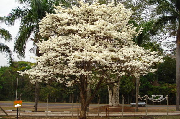 白色的采用dustrialplantequipment生产车间设备树采用花
