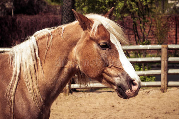 美丽的棕色的马和白色的长鬃毛