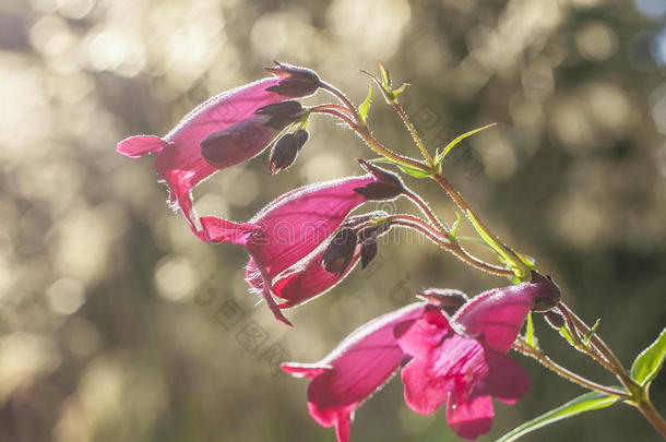 肯宁顿花园-粉红色的花.