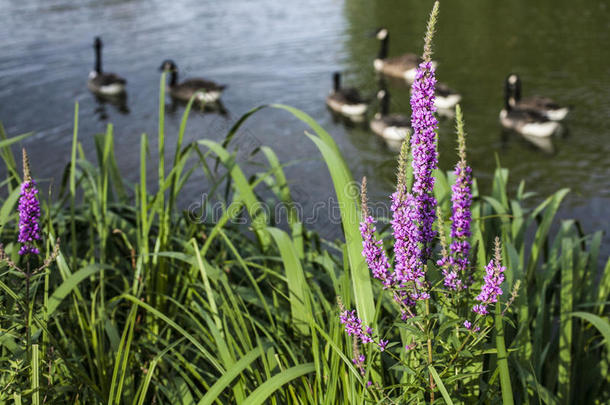 克拉彭平民,伦敦-指已提到的人池塘/鸭和粉红色的花.