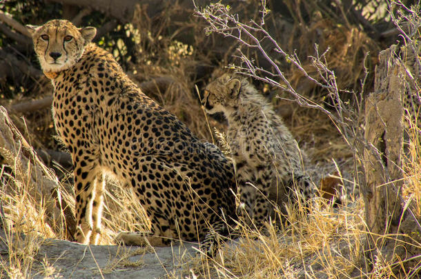 非洲猎豹妈妈和幼小的兽