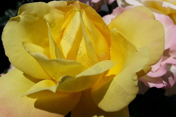 玫瑰和明亮的黄色的花瓣
