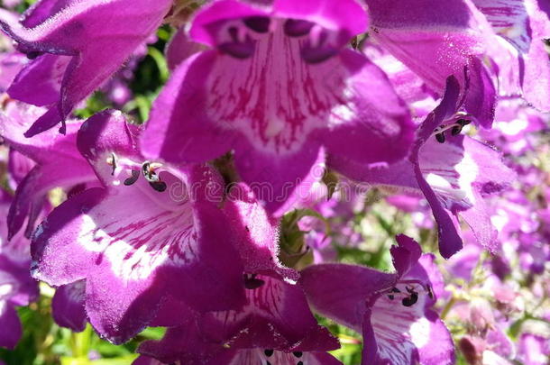 紫色的花和钟形状