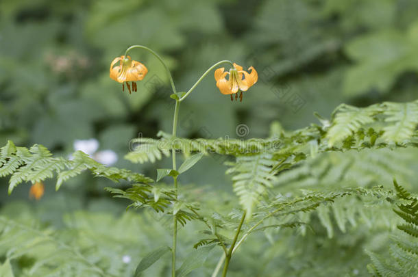 美国的百合花莉莉亚哥伦布向Ir向山跟踪