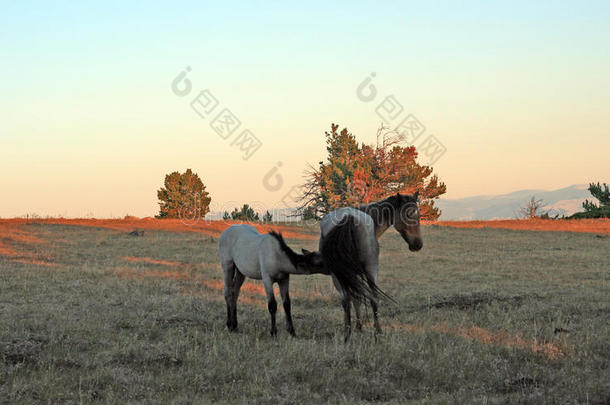 野生的马在日落-蓝色黑白杂色的马小雄马护理他的蓝色黑白杂色的马毁坏