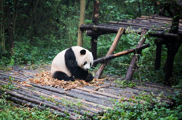 巨人熊猫吃竹子
