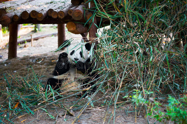 年幼的<strong>熊猫</strong>一次和<strong>吃竹子</strong>在期间欢迎和他的int.哈