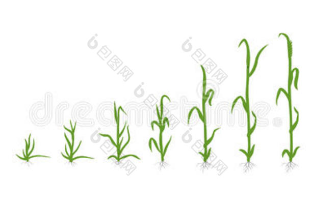 小麦植物小麦属植物教养农业生长台vectograp矢量图