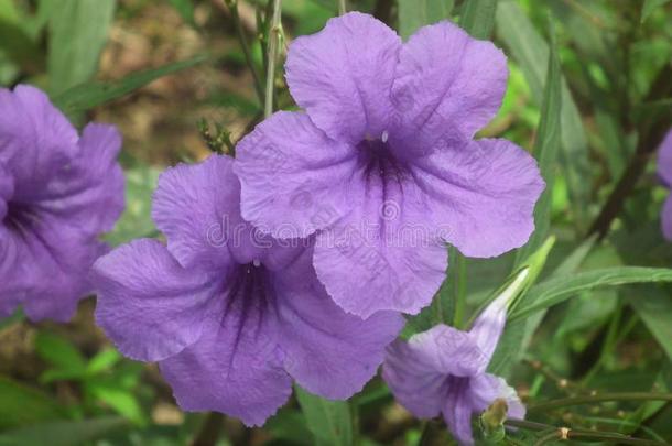 紫色的花朵美丽花