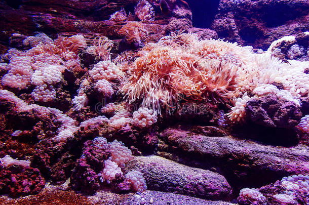 在水中的珊瑚海银莲花野生的鸟兽等抽象的壁纸.关
