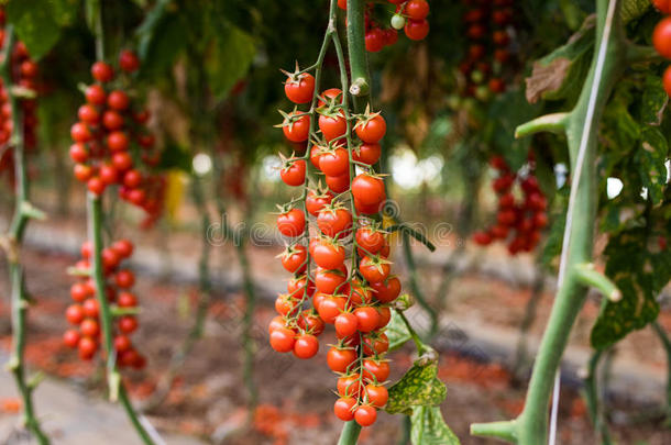 种植园关于<strong>生长樱桃</strong>番茄采用一温室h一rvest采用
