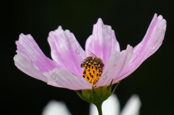 蜜蜂采用花园宇宙宇宙Bip采用natus花