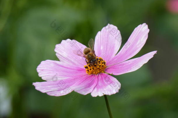 蜜蜂和花花园宇宙墨西哥人紫菀属植物