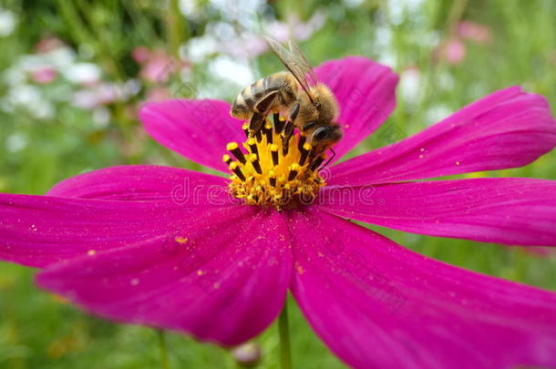 蜜蜂采用花关于花园宇宙P采用k