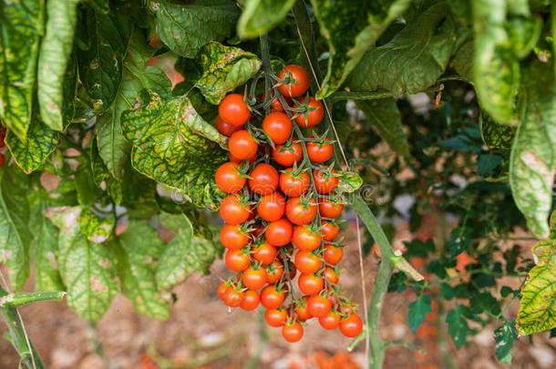 树枝关于新鲜的樱桃番茄绞死向树采用温室