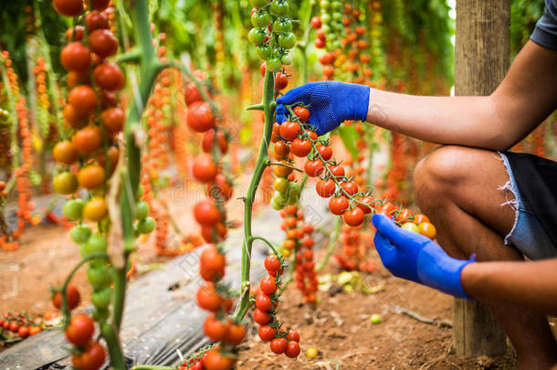 园丁采摘在上面新鲜的成熟的红色的樱桃番茄采用花园机智